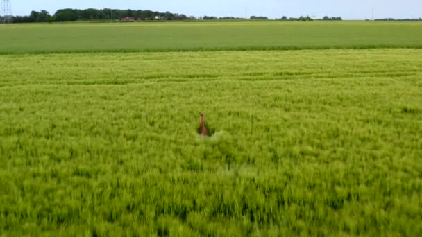 Drone Shot Deer Running Field — Stockvideo