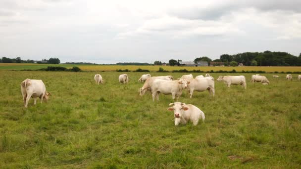 Dairy Farming White Cows Milk — Stock Video