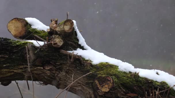 Снег Падает Ствол Упавшего Дерева — стоковое видео