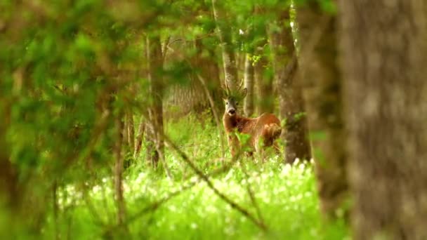 Deer Forest Slow Motion – stockvideo