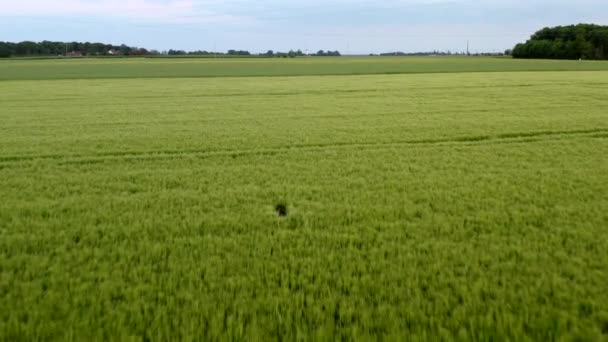 Drone Shot Deer Running Field — Vídeos de Stock