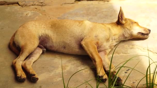 Adorable Stray Puppy Sleeping Floor Shaking Leg While Dreaming — Stock Video