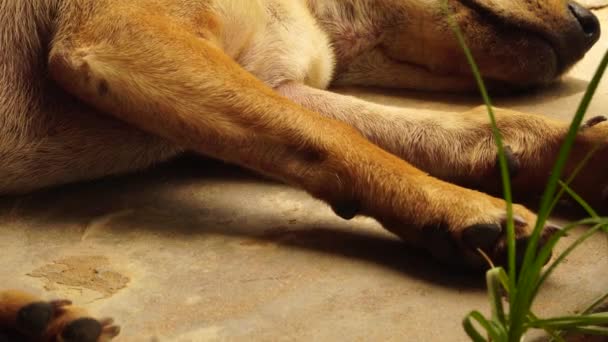 Close Brown Mongrel Dog Paws Legs Sleeping Ground — Stockvideo