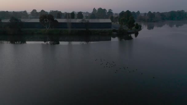 Flock Black Swans Swimming Industrial Zone Lake Dusk — Vídeo de Stock