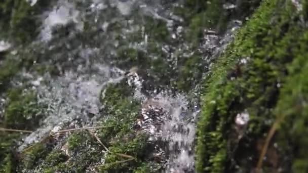 Close Shot Small Stream Running Rocks Moss Truck Shot — 图库视频影像