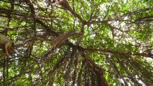 Curtain Fig Tree Prop Roots Covering Sky Thick Canopy — Stockvideo