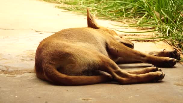 Unwell Puppy Tremoring Shaking His Leg Due Distemper Virus Aka — Stock Video