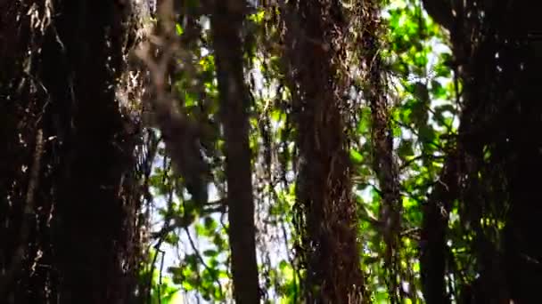 Close Gimbal Shot Curtain Fig Tree Aerial Roots — Video
