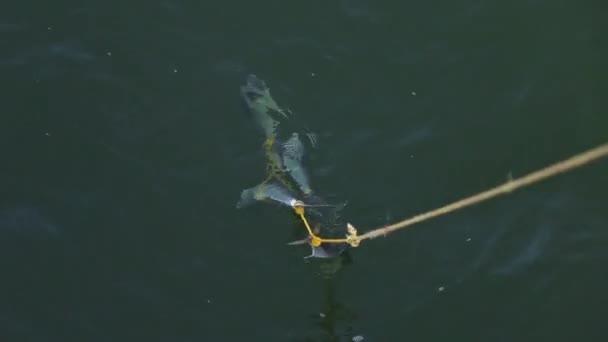 Caught Dead Fish Yellow Rope Floating Sea Water — Stock video