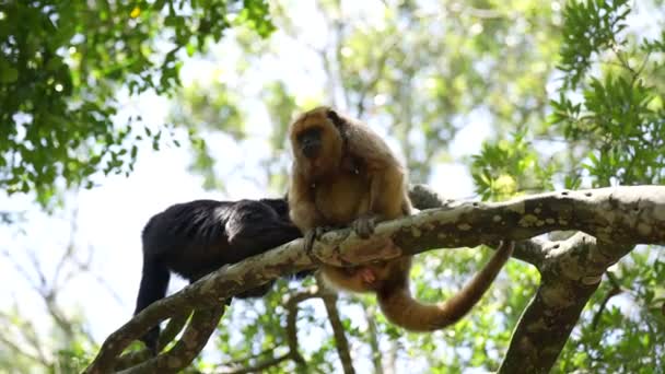 Holwer Monkey Jungle Sitting Trees — Wideo stockowe