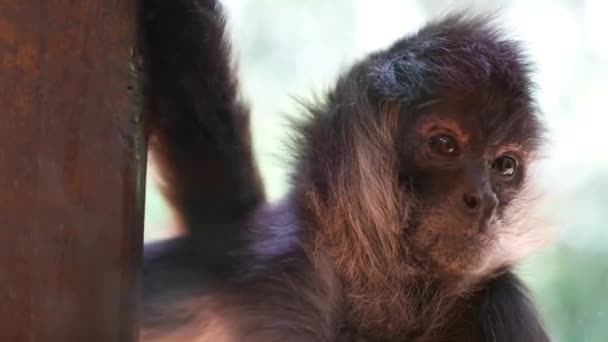 Spider Monkey Hanging Looking Camera Close — 비디오