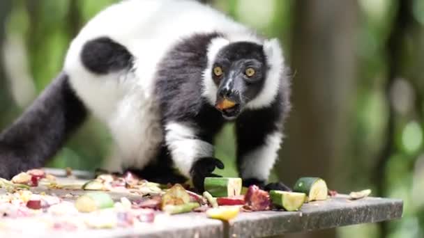 Madagascar Lemur_Black White Ruffed Lemur Eating Fruit — Video Stock
