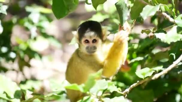 Squirrel Monkey Jungle Playing Trees — Stok video