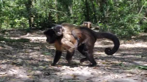 Capuchin Monkey Jungle Baby Walking — Vídeo de stock