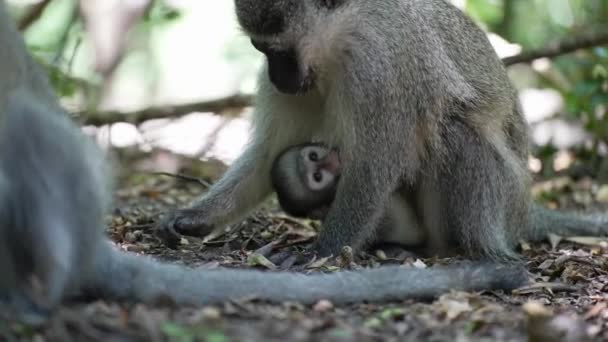 Vervet Monkey Μητέρα Και Μωρό Στο Δάσος Τρώει — Αρχείο Βίντεο