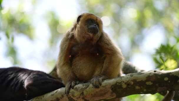 Holwer Monkey Jungle Sitting Trees — Video