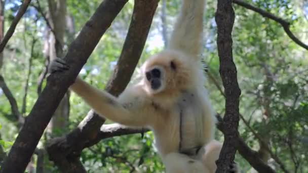 Gibbon Forest_Gibbon Playing Trees_ White Gibbon Primate — Video