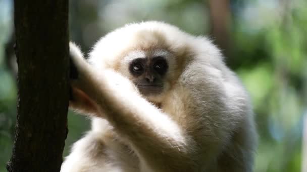 Gibbon Forest_Gibbon Playing Trees_ White Gibbon Primate — Wideo stockowe