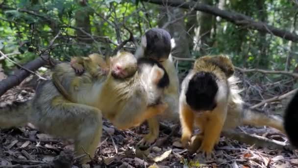 Squirrel Monkey Jungle Playing Grooming Eating_Mother Baby — 图库视频影像