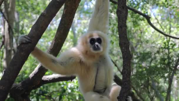 Gibbon Forest_Gibbon Playing Trees_ White Gibbon Primate — Vídeos de Stock
