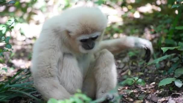 Gibbon Forest_Gibbon Eating_ White Gibbon Primate — Stockvideo