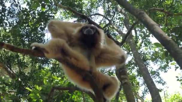 Gibbon Forest_Gibbon Playing Trees_ White Gibbon Primate — Stock Video