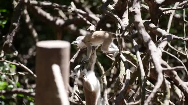 Baby Ring Tailed Lemur Playing Madagascar Jungle — Vídeos de Stock