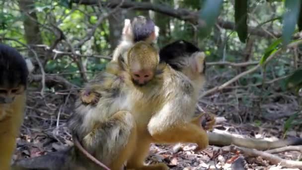 Squirrel Monkey Jungle Playing Grooming Eating_Mother Baby — Stock Video