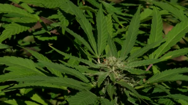 Cannabis Plants Full Frame Sunshine — Vídeos de Stock