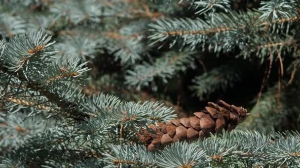 Pine Cone Lays Branch White Fir Pine Tree — Video