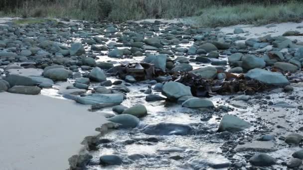 Trickling Stream Inland River Open Sea Water Seaweed Cobble Stones — 图库视频影像