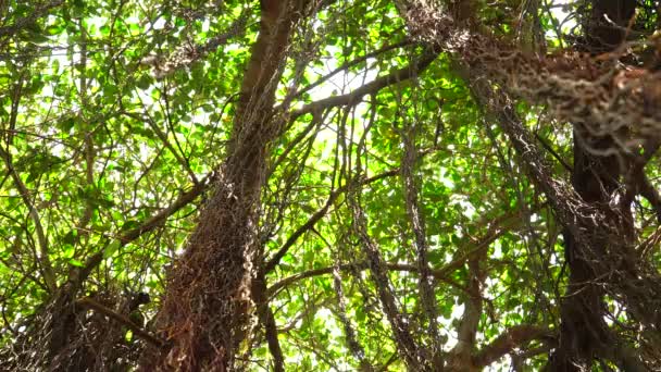 View Forward Low Angle Curtain Fig Tree Branches Leaves Moved — 图库视频影像