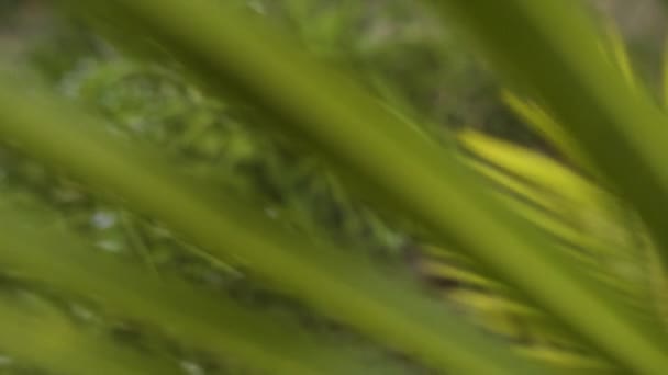 Супер Макро Крупним Планом Зеленого Кокосового Пальмового Листя Повзунок Панорамою — стокове відео