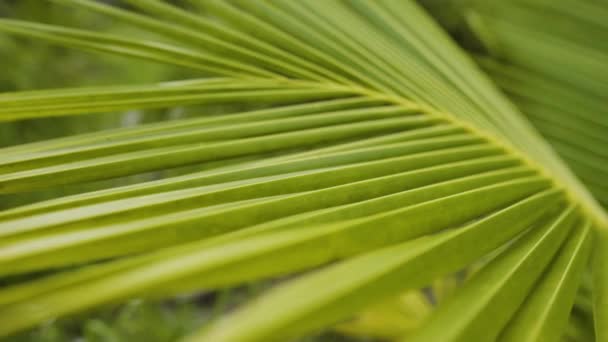 Close Slider Shot Coconut Palm Tree Leaf Shallow Focus — 图库视频影像