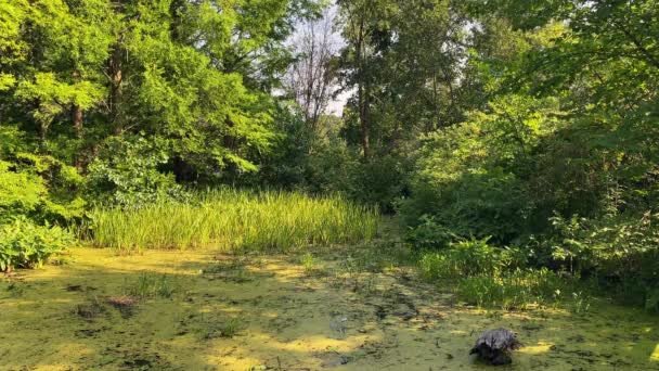 Green Swamp Water Golden Hour Botanical Garden — ストック動画