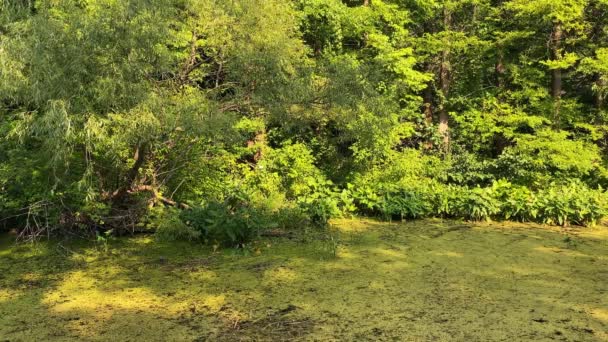 Green Swamp Water Landscape Golden Hour Botanical Garden — стокове відео