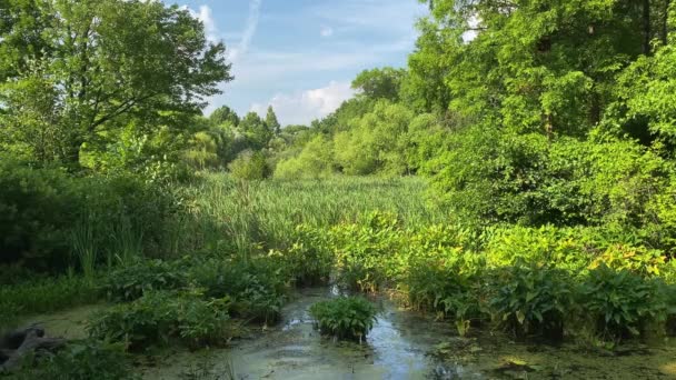 Green Swampy Waters Botanical Garden Sunny Day — Stock video