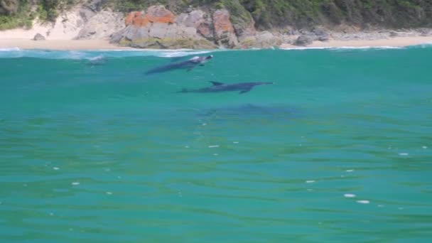 Delfines Nadando Océano Índico Saltando Fuera Del Agua Jugando Slow — Vídeo de stock