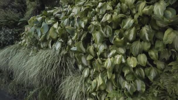 Closeup Vertical Garden Lush Vegetation Caixaforum Madrid Spain — Video Stock