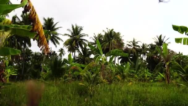 Camera Panning Beautiful Farmland Containing Coconut Trees Palm Trees Plantain — Stock video