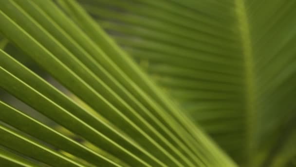 Close Young Coconut Palm Tree Leaf Appearing Beautiful Broad Daylight — Stock video
