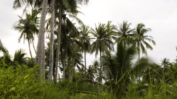 Coconut Palm Trees Captured Bottom Blades Tall Grasses Slider Shot — Vídeos de Stock