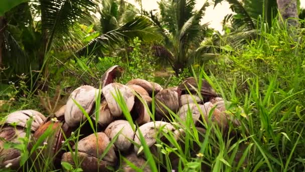 Camera Sliding Panning Old Fallen Coconuts Tropical Forest Containing Coconut — Stockvideo