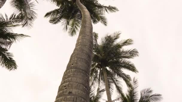 Camera Shooting Coconut Palm Trees Bottom Tall Coconut Palm Trees — Stock video