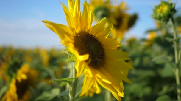 Isolated Sunflower Slow Motion Video — Stock video