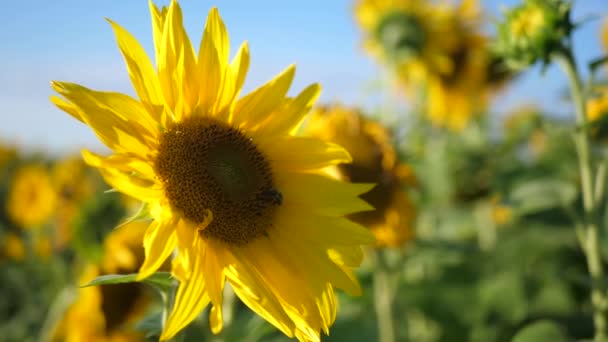Beautiful Field Sunflower Summer Time — Stock Video