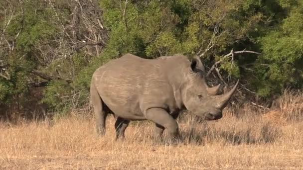 Southern White Rhino Walks Runs Others African Bushland — Video