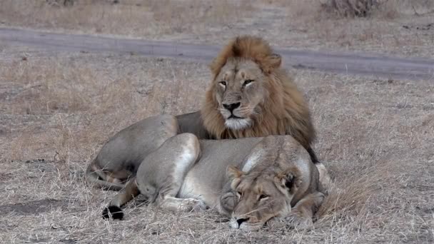 Male Lion Lies Next Lioness Surveys Dirt Road Close View — Stock video