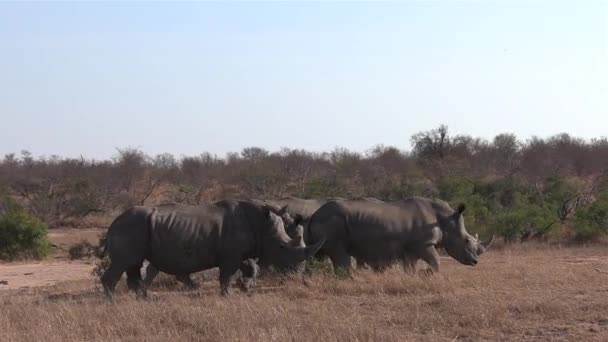 Group Southern White Rhinos Walk Dry Grass African Bushland — Video