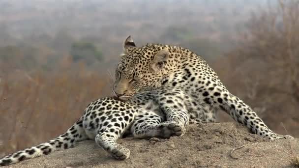 Close View Lone Leopard Lying Sand Grooming Tongue — Video Stock